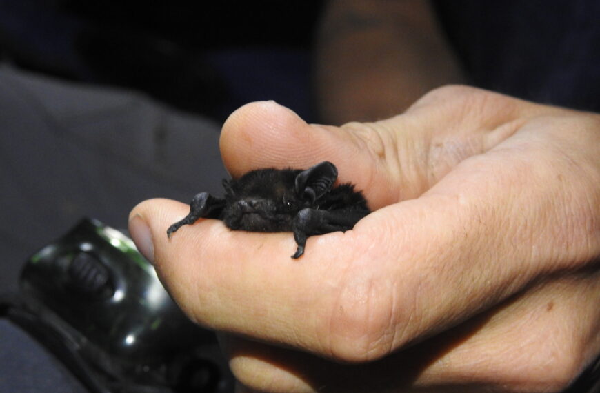 Bats on the agenda at next ORC meeting