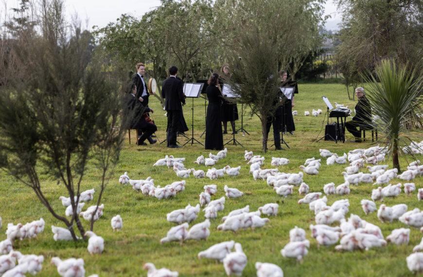 Chook Symphony strikes a chord with organic birds