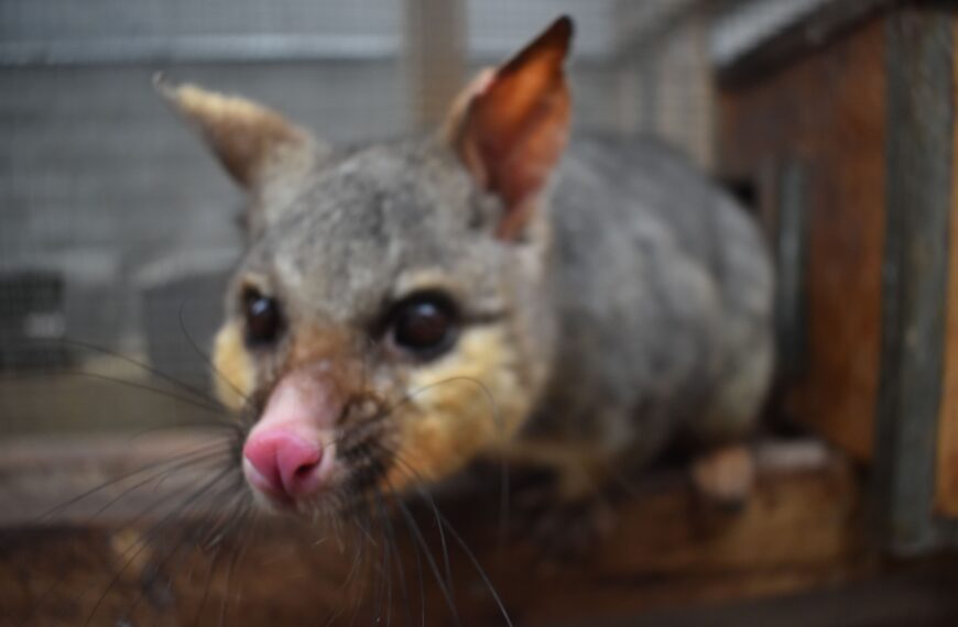 Hope for better possum control as genome mapped