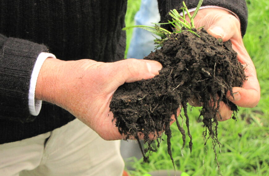 Managing your soil’s cation exchange capacity