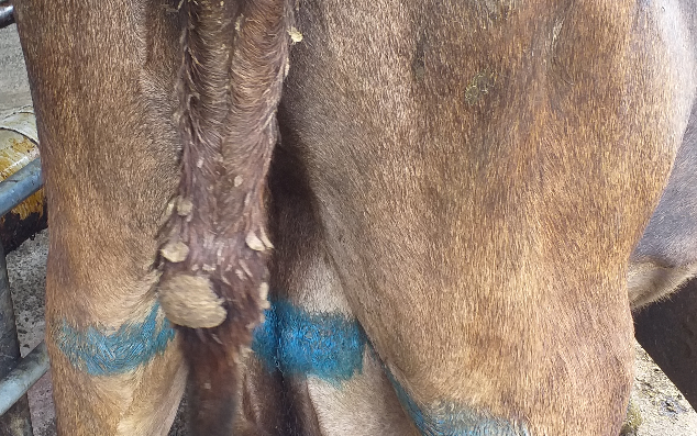Sharemilker under home detention for tail injuries