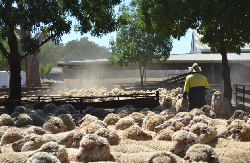Aus lamb torrent shows no sign of slowing