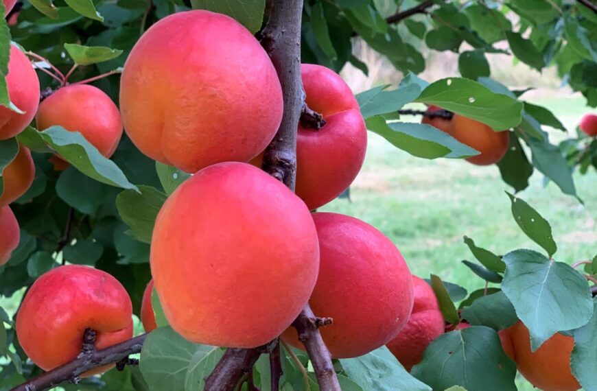 Otago’s new apricots planning their maiden voyage
