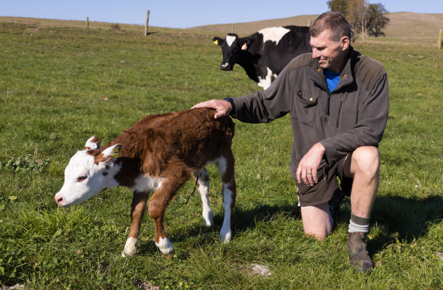Cow-calf contact could be dairy’s ethical future
