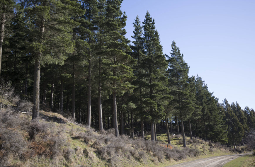 Foresters, councils at odds on new regs