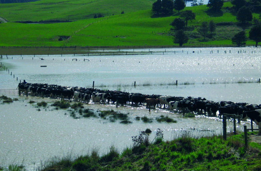 Rising sea levels could flush out dairy farms