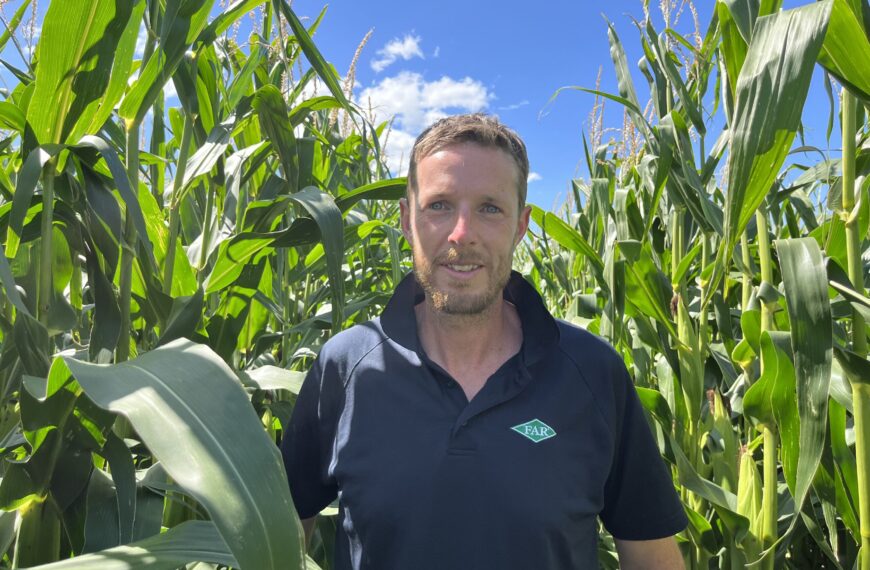 First fall armyworm found in Northland