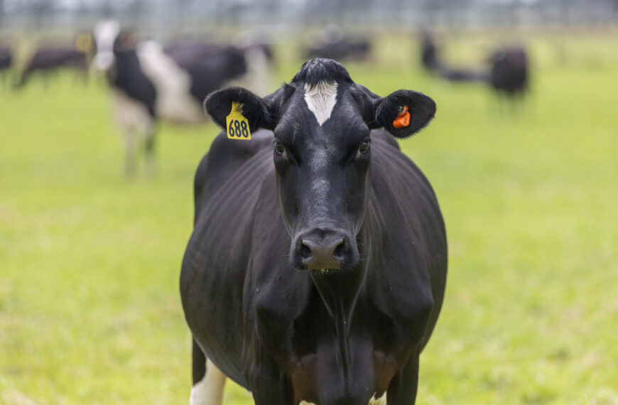 New uses for cow wearables trialled in beef herds