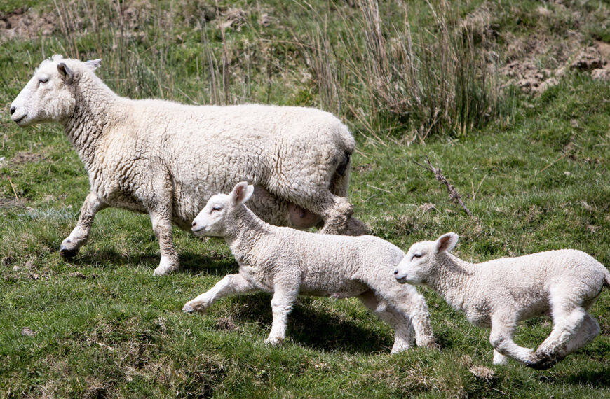 Numbers jump in latest lamb crop report