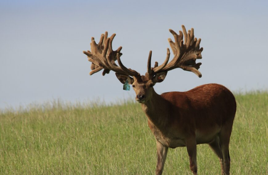 Gore sale heralds the rise of the $100,000 stag