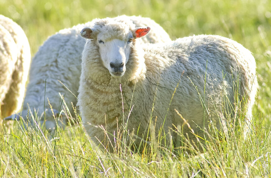 Wool increasingly the natural choice in US