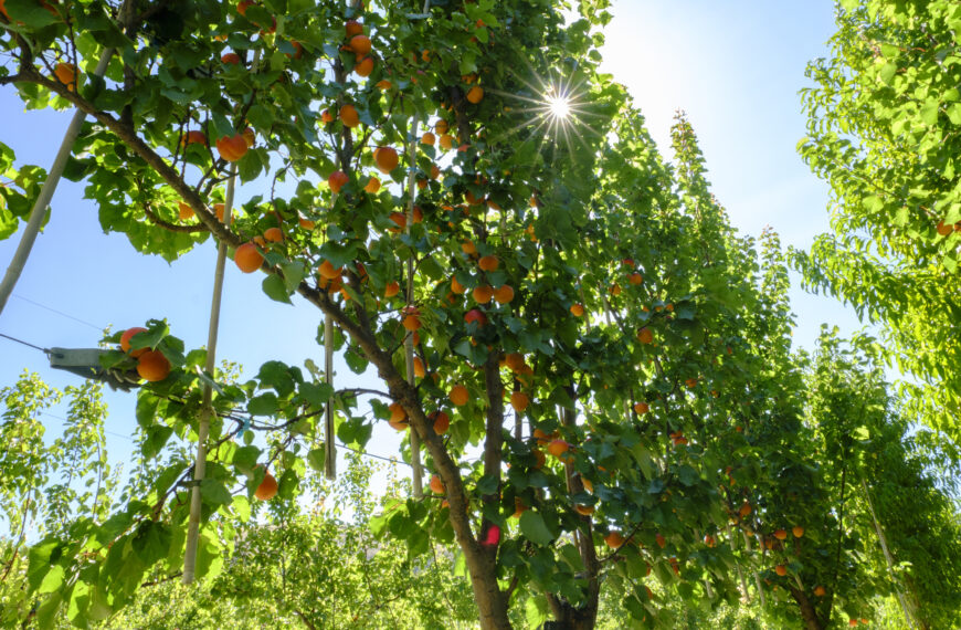 Robot-ready orchards are the future
