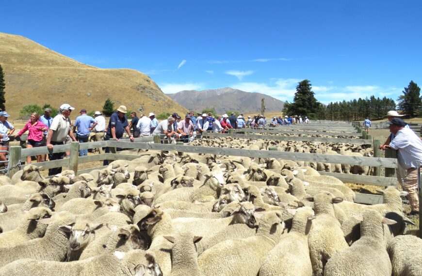 Brisk bidding as dry bites on-farm lamb sales 