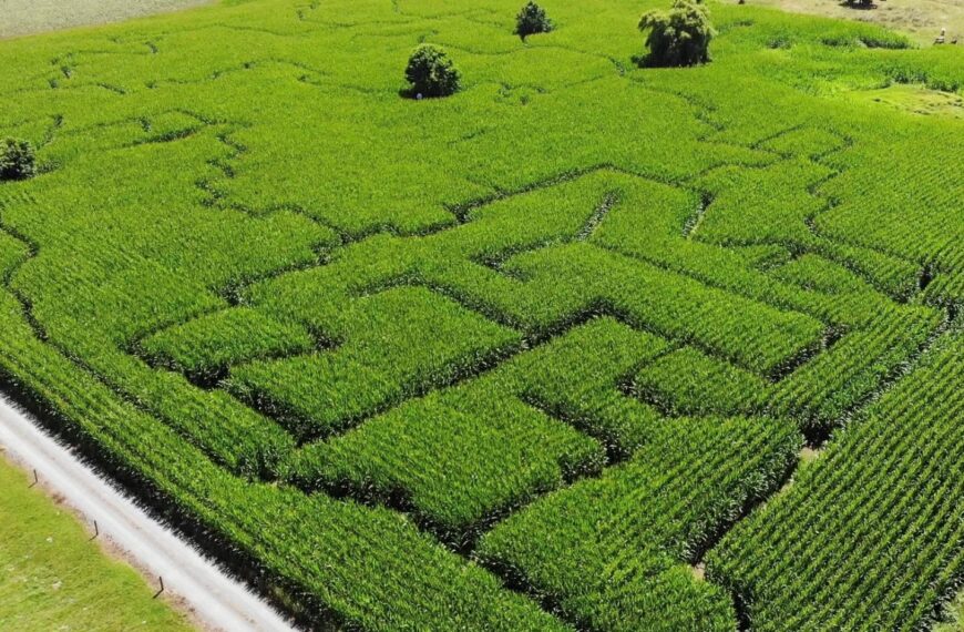 Maize maze cultivates farm connections