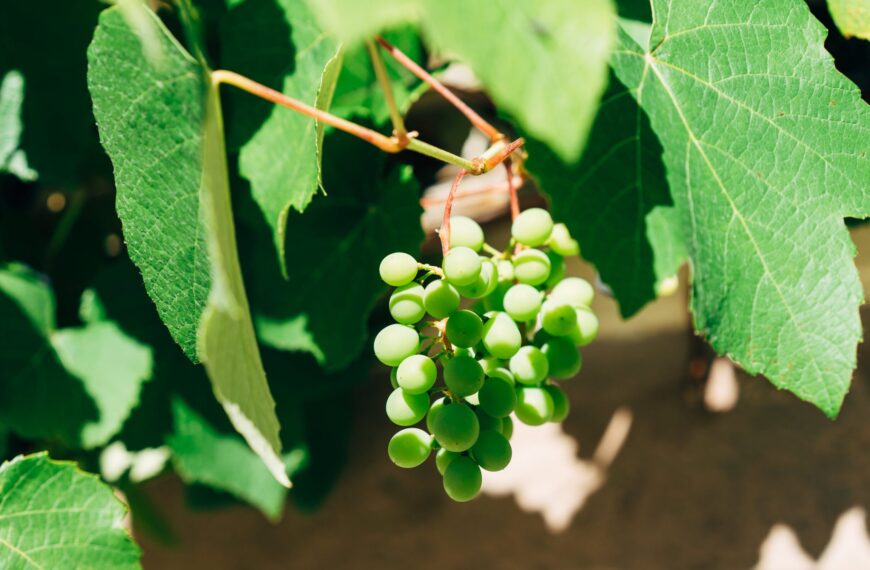 Wine’s wasted grapes become a value add