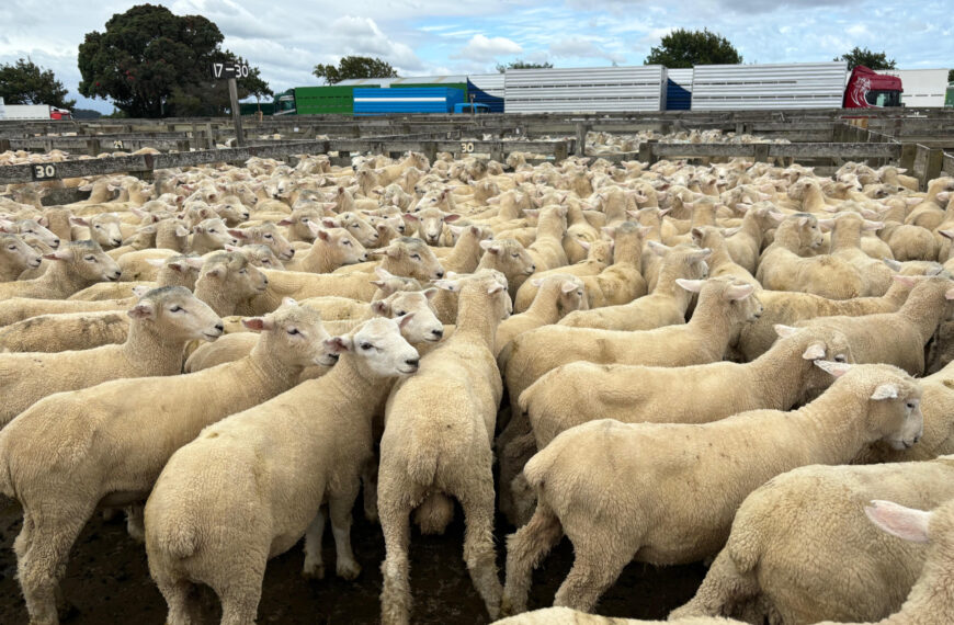 Store lambs close out dry summer season