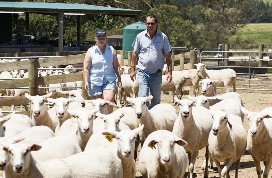 Sudden dry-off order shocks sheep milkers