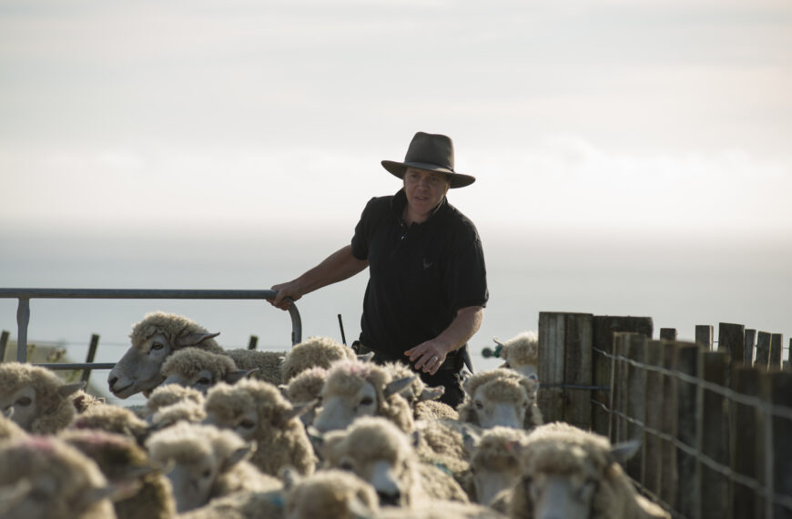 Why I’m no longer selling my wool at auction
