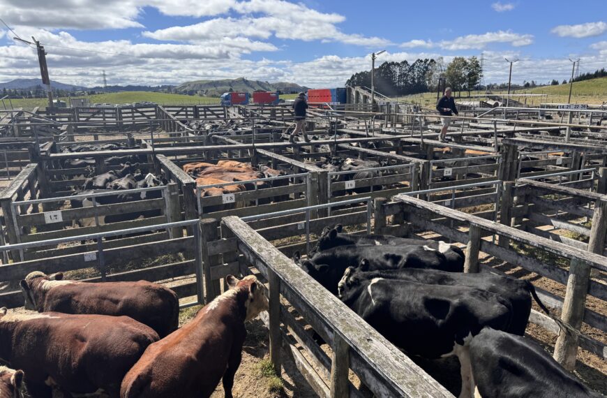 Taupō sale a hit for central plateau