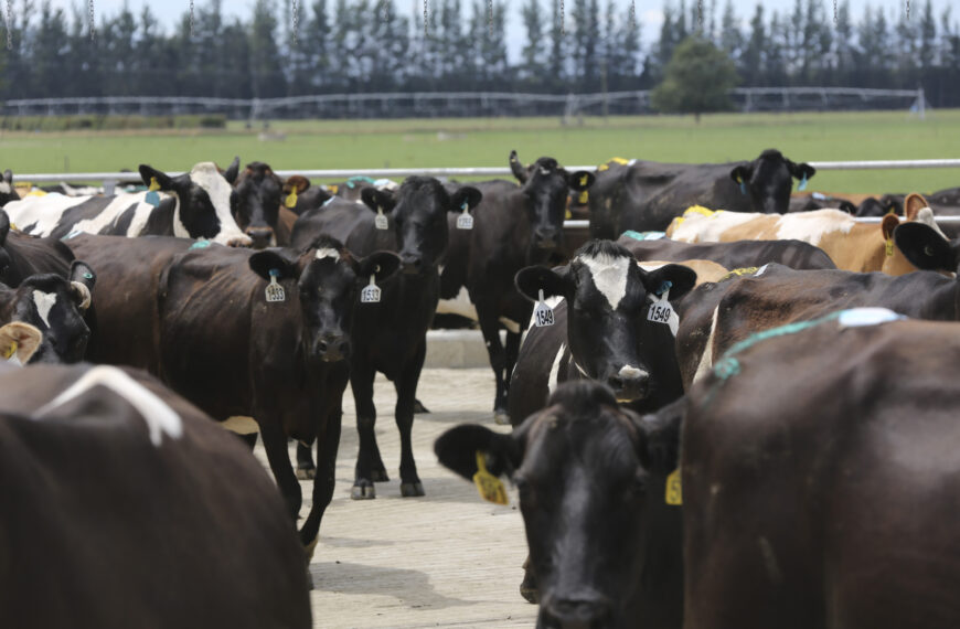 Dairy prices fall in latest GDT