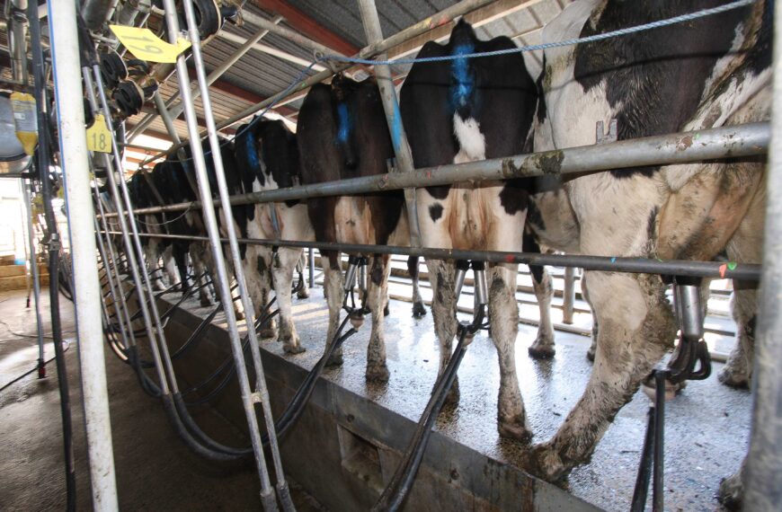 Dairy bounces back while meat lags in latest ASB report