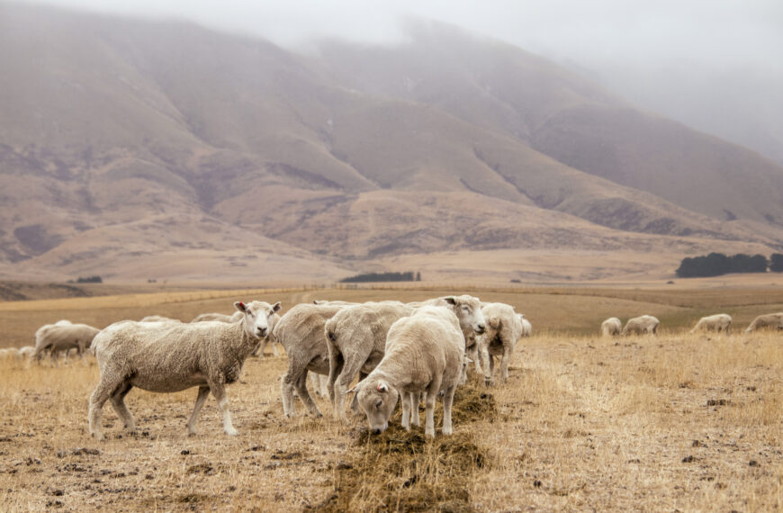Drought relief extended to Canty, Otago