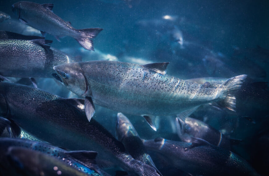 King Salmon strongly back on track 