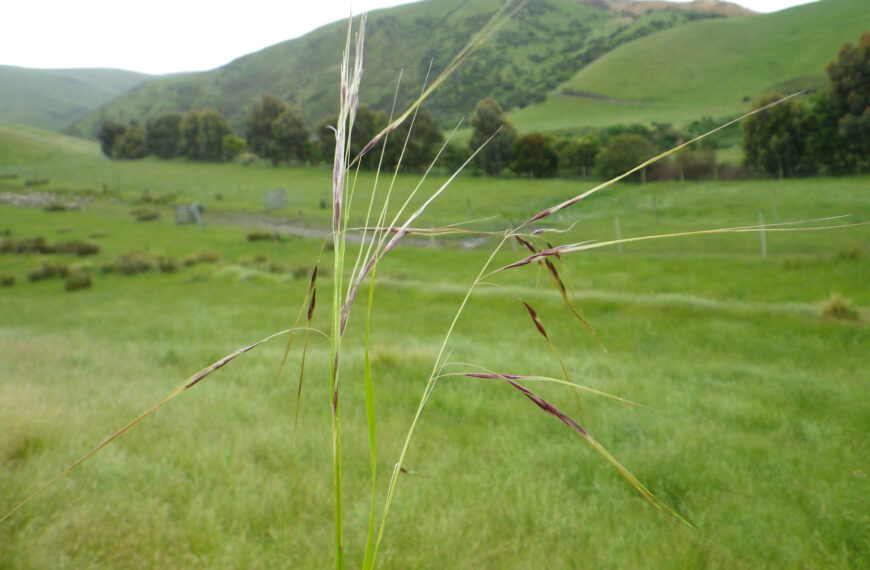 Keep a sharp eye out for needle grass