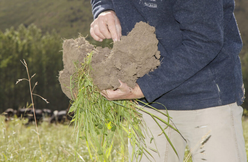 Bale grazing saves winter soils