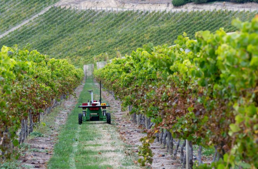 Tech collab contributes to vineyard disease-detection system