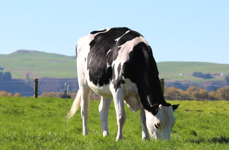 Australian heifer makes $63,000 in NZ sale