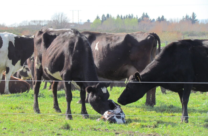 Record in-calf rates for dairy farmers