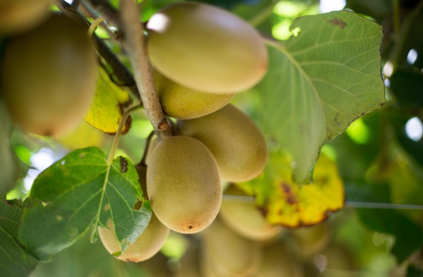 Good weather fuels bountiful kiwifruit harvest
