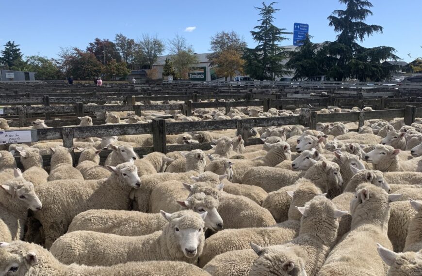 Are store lambs still good buying?