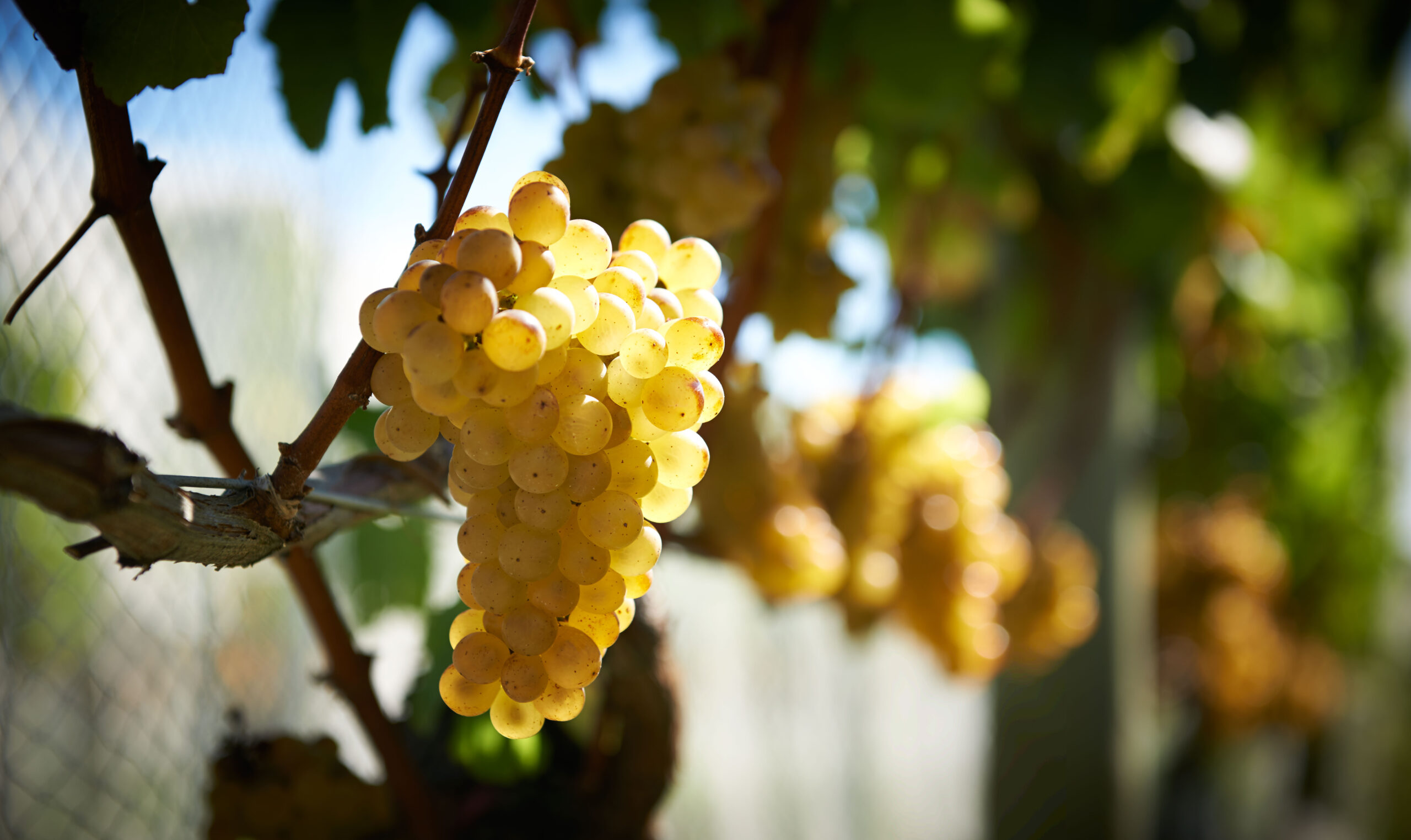 Hawkes Bay wine growers adapt as vines disappear