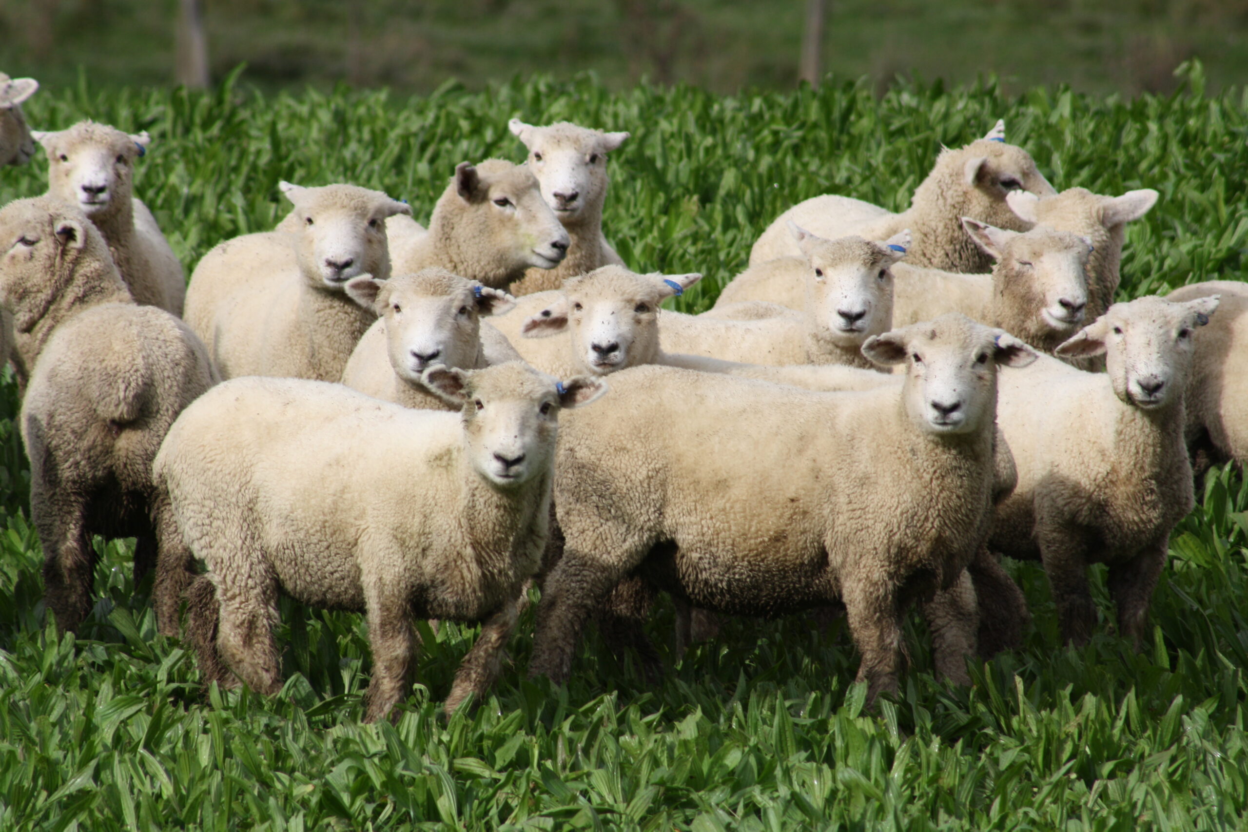 Lamb contracts hit new levels with $12.20/kg offer