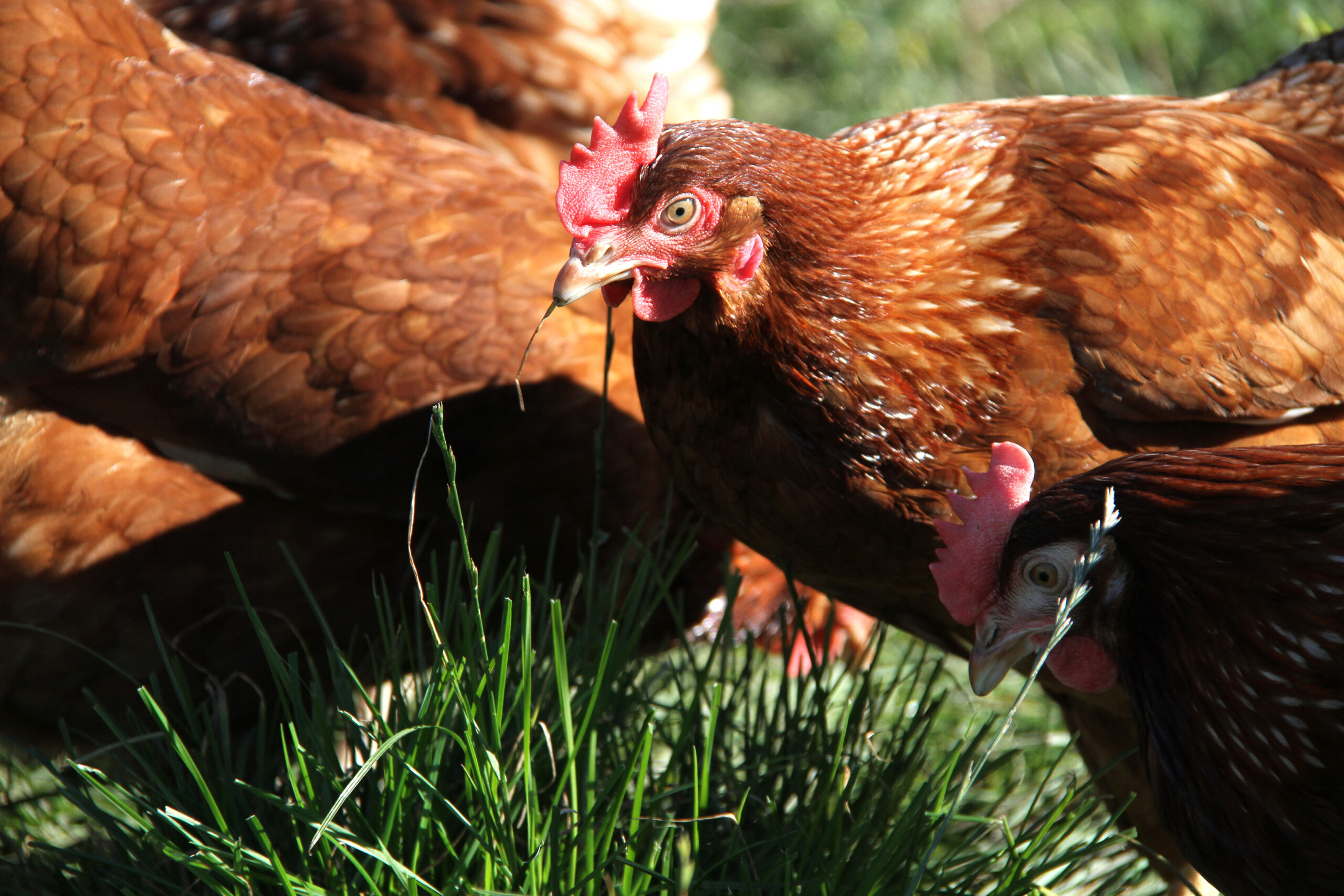 Plans to tackle any bird flu outbreak firm up