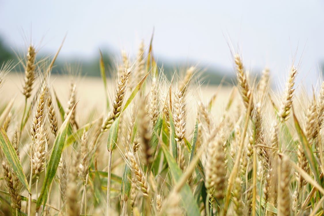 Arable looking for its next crop of winners