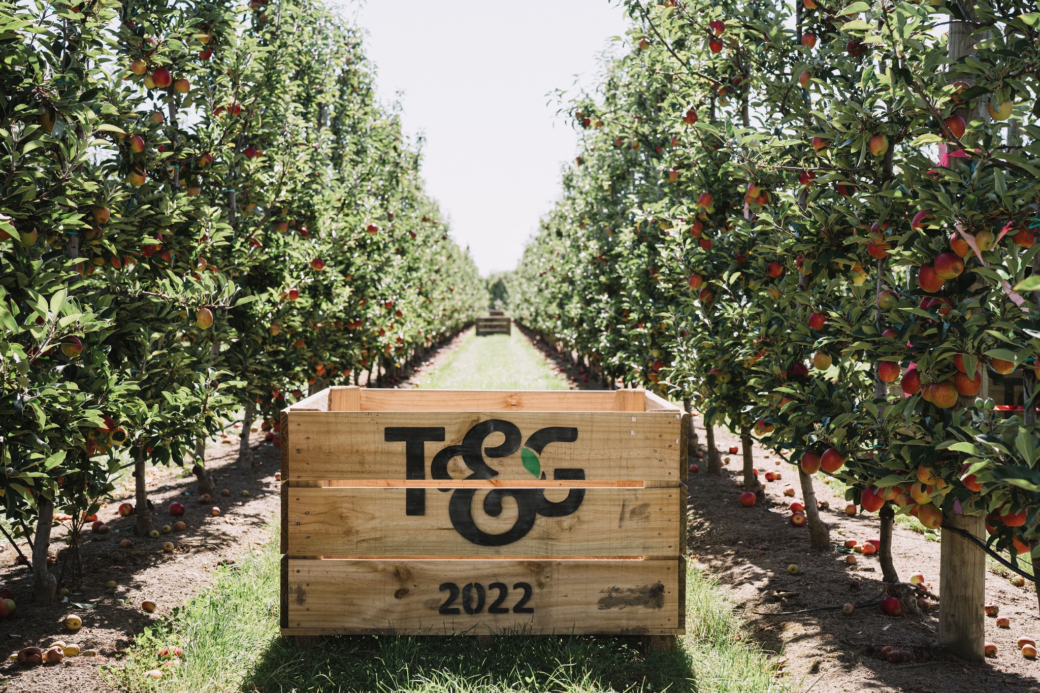 T&G in talks to sell produce arm back to Turners