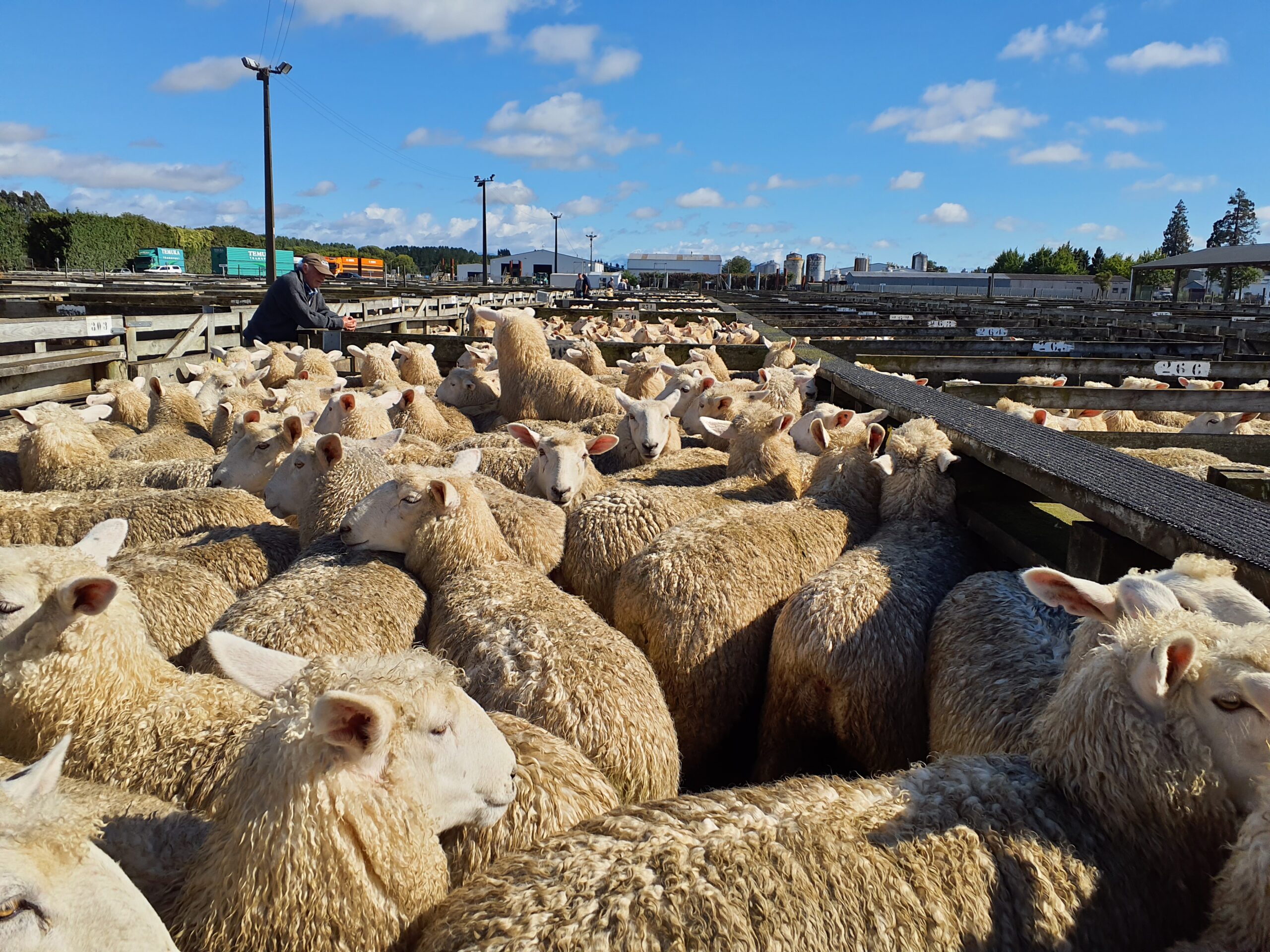 Allied to sell NZ Farmers Livestock