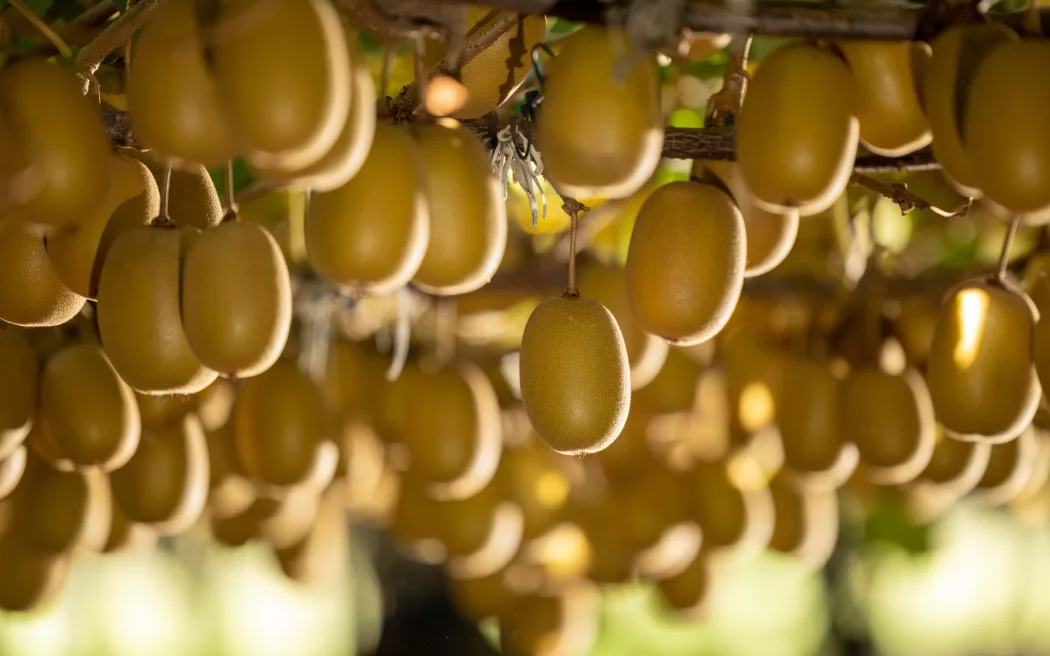 Zespri strategy targets major growth as land use shifts