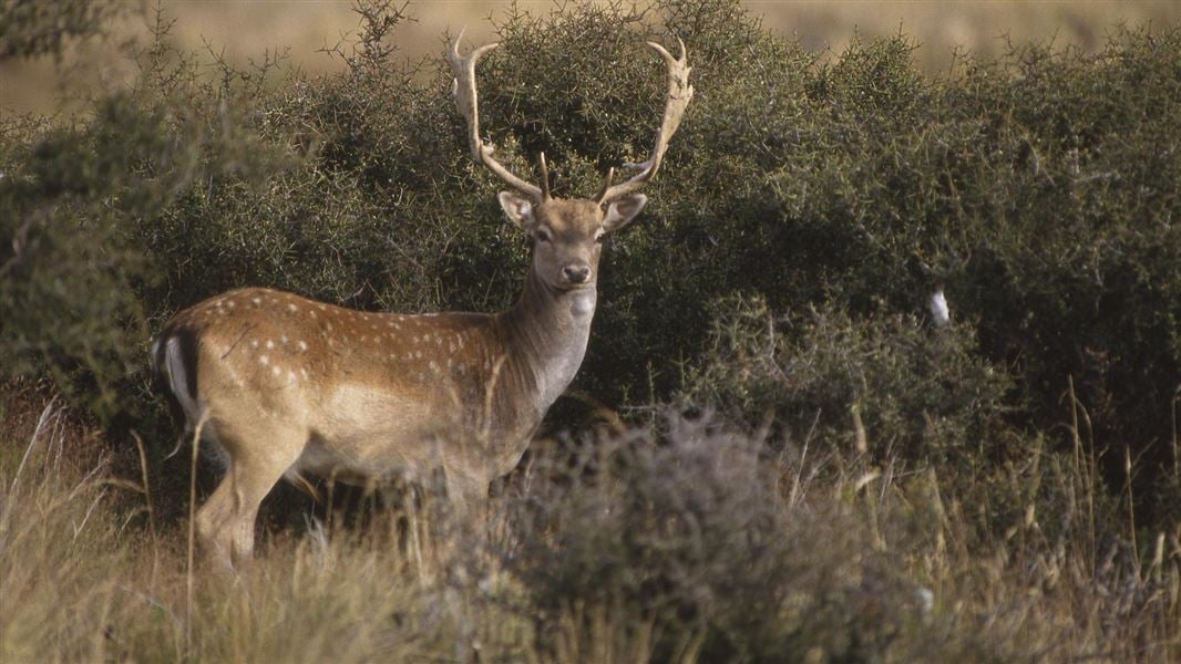 In venison or velvet, value is at the heart of deer farming