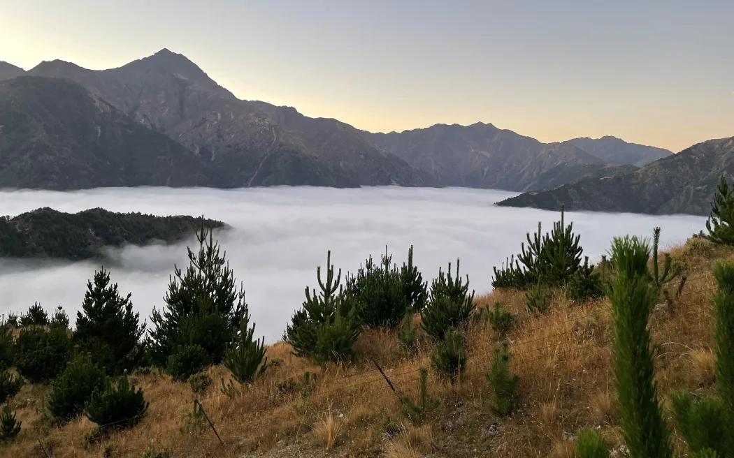 Wilding pines threaten Kaikōura ranges in ‘looming catastrophe’