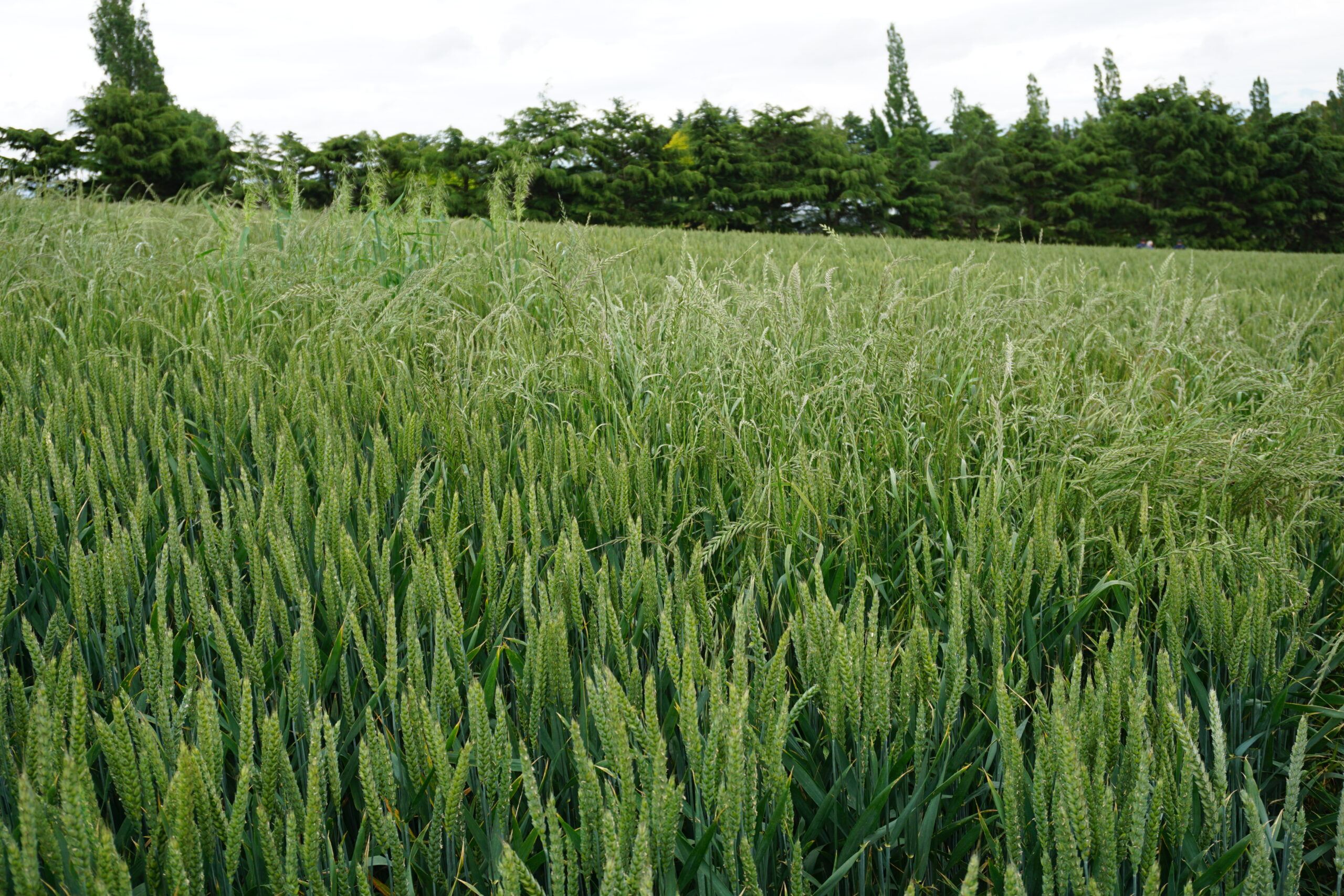 Major weed management study gets underway