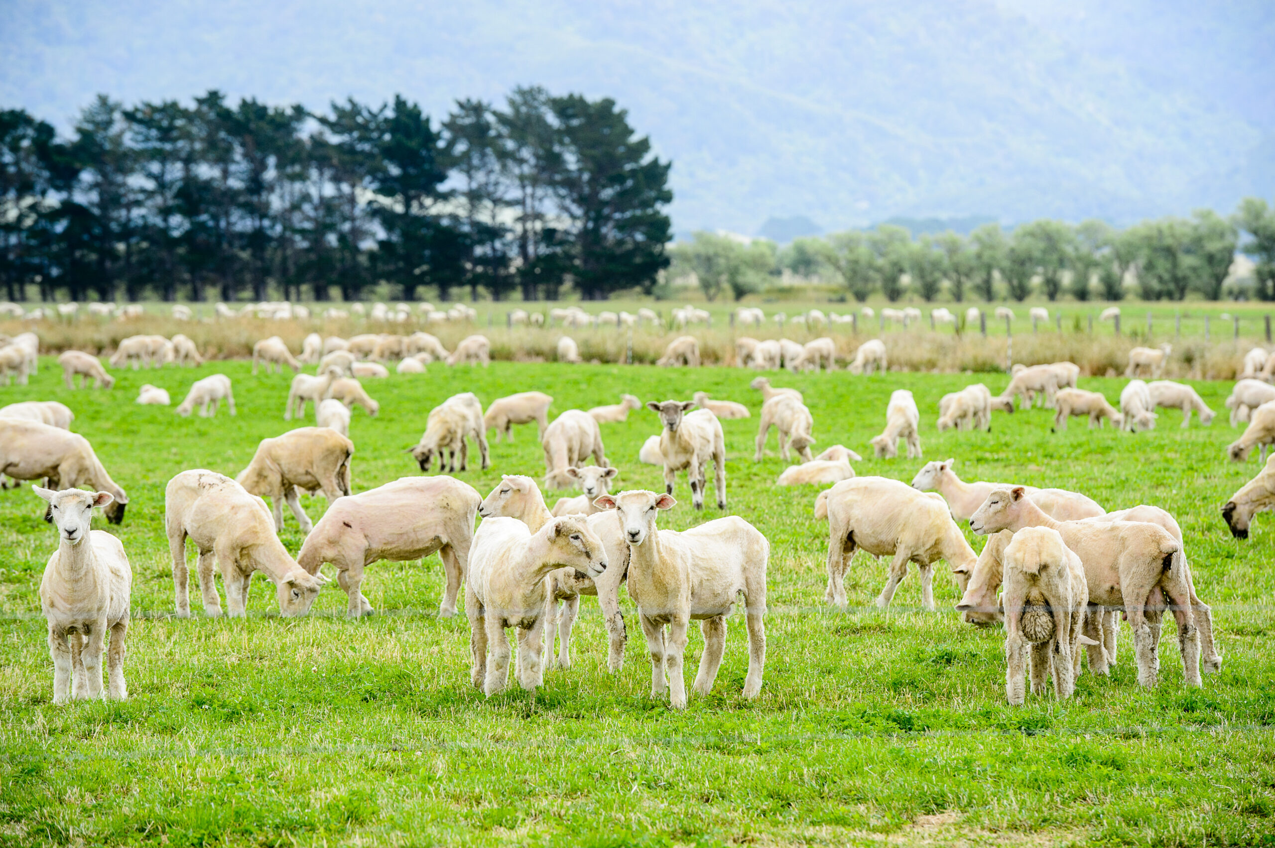 What’s behind the drop in NZ lamb prices right now?