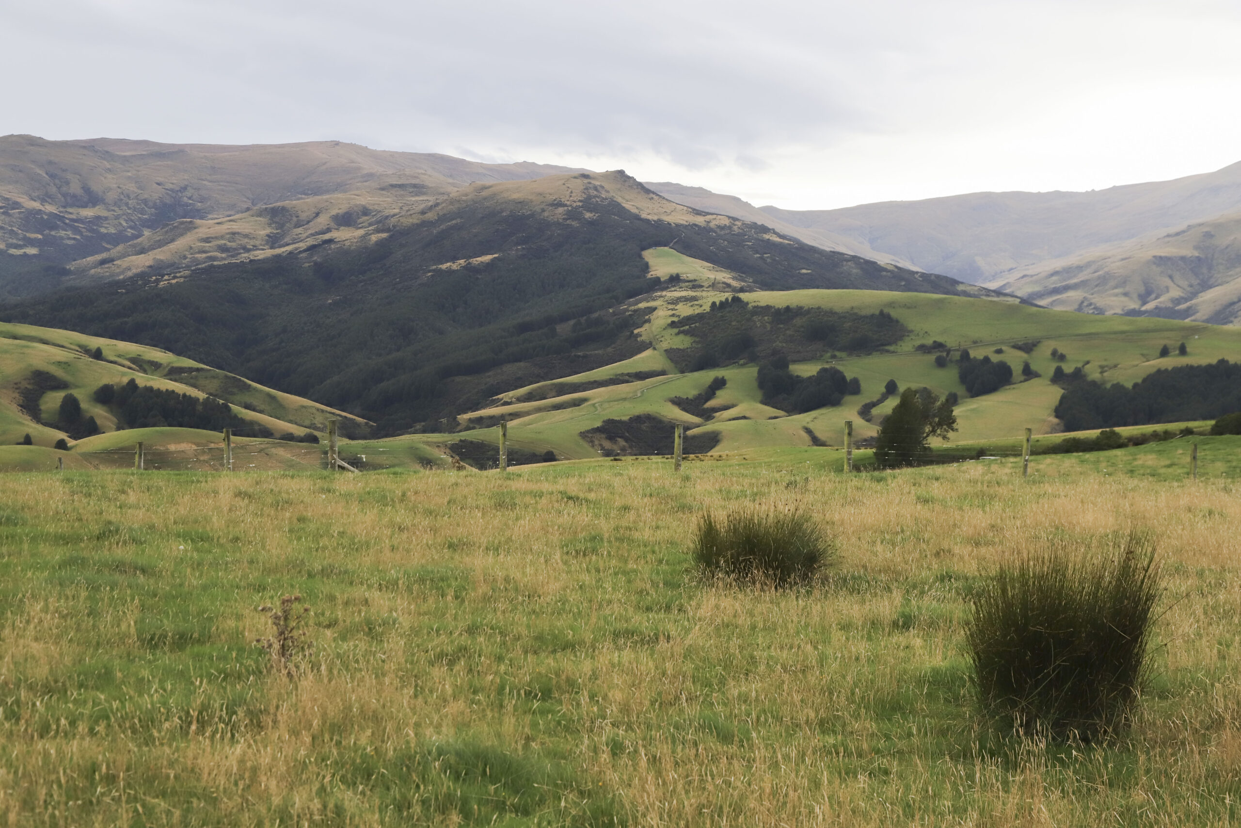 Prize stations at wits’ end with wildings