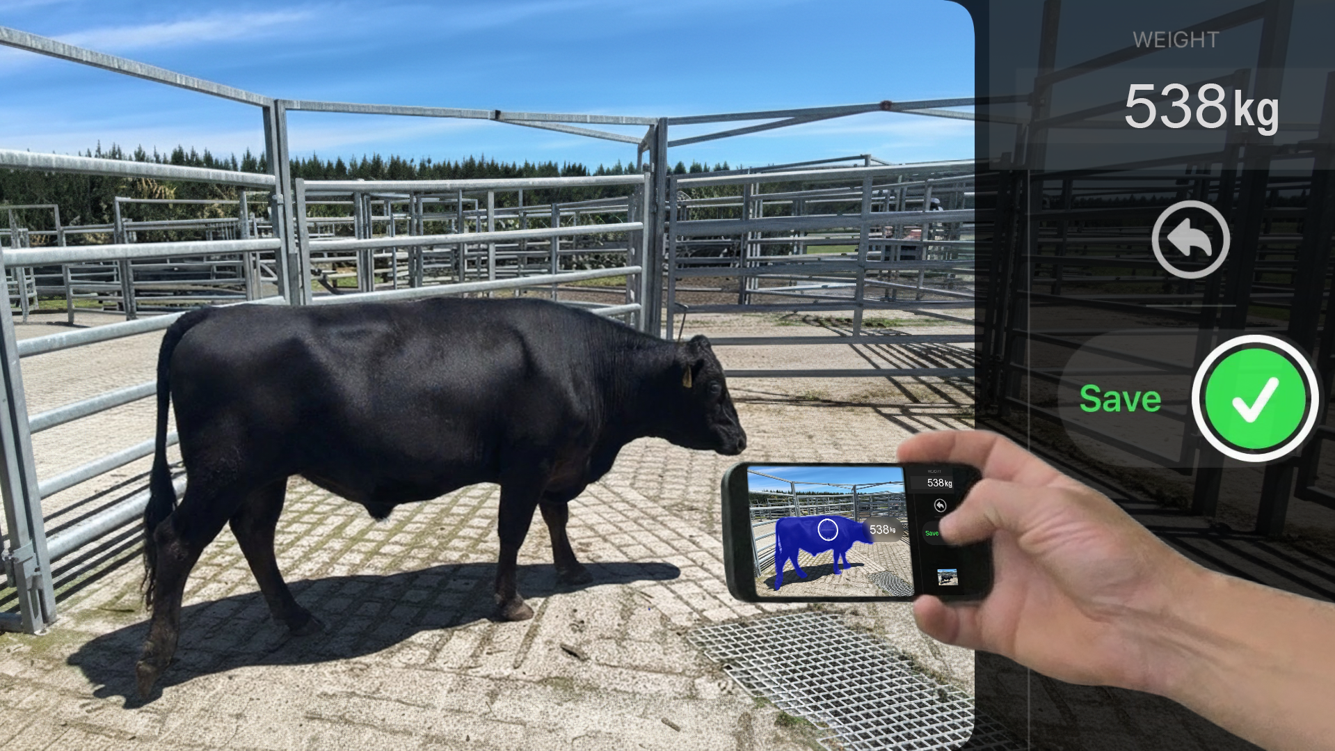 Scanabull app estimates cattle weight with a click