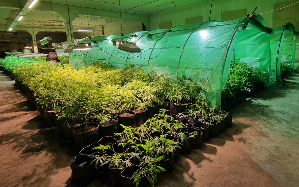 Medicinal cannabis exports getting overseas faster