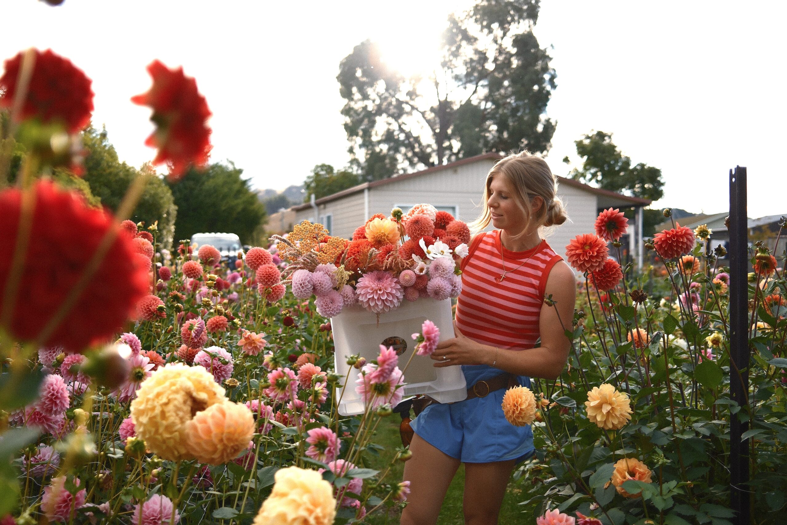 Central Otago farmer finds success with premium dahlias