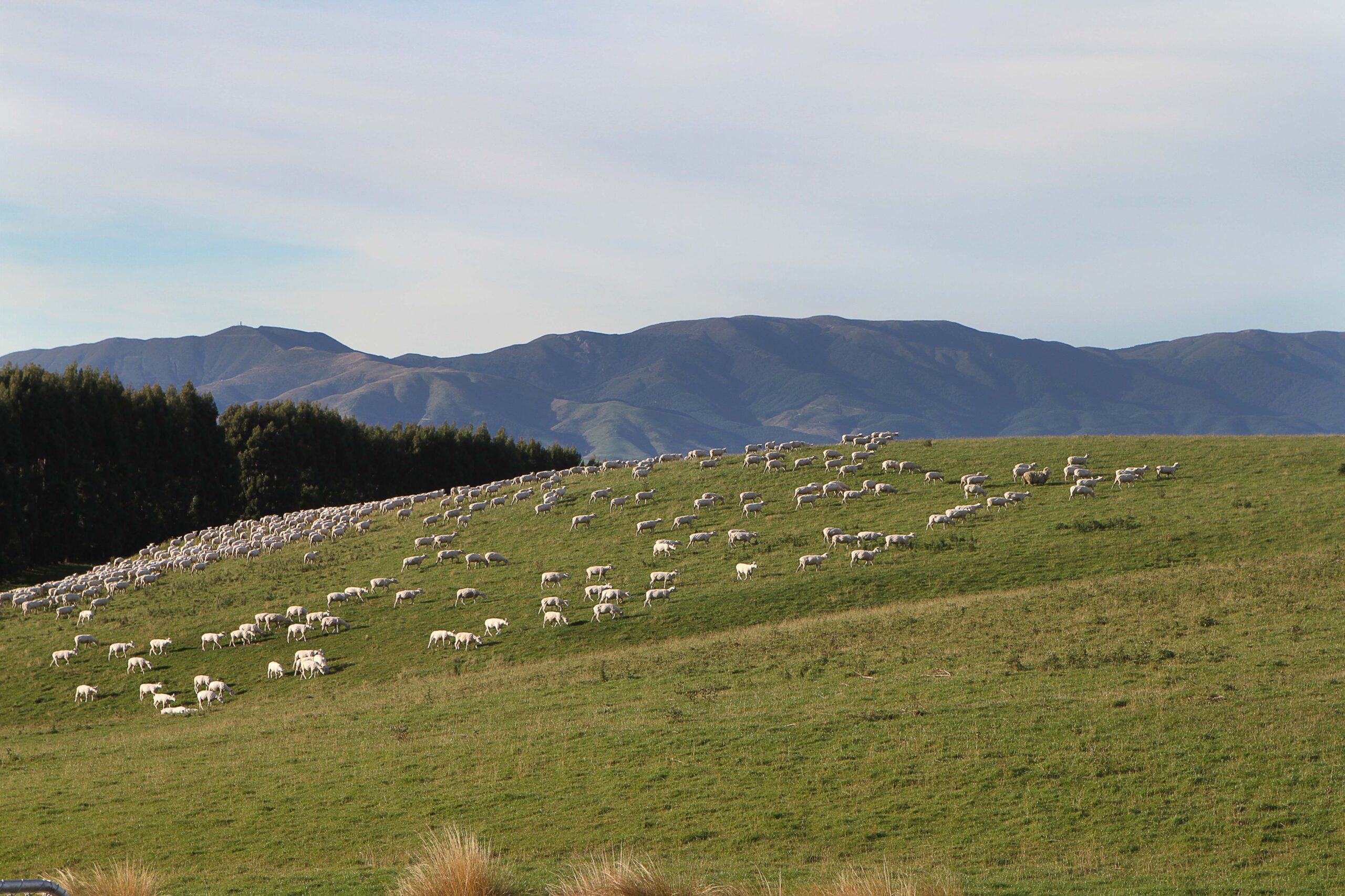 Farmers treated like ‘cash cows’